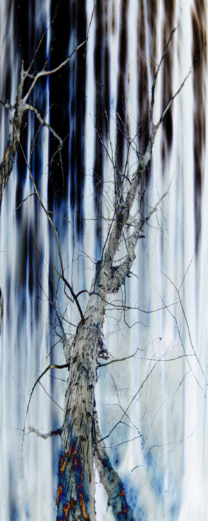 TreeScapes, Twin Lakes 40