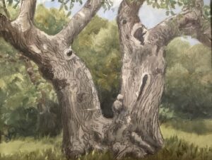 Box Elder Ayr Mount