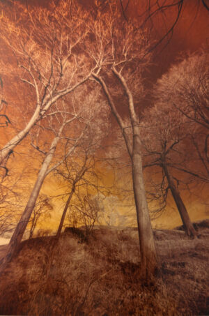 TreeScapes, Croton-on-Hudson, 03