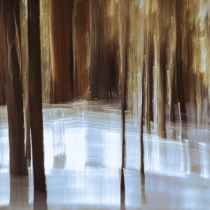 Sequoia Grove No.2
