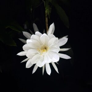 Night Blooming Cereus